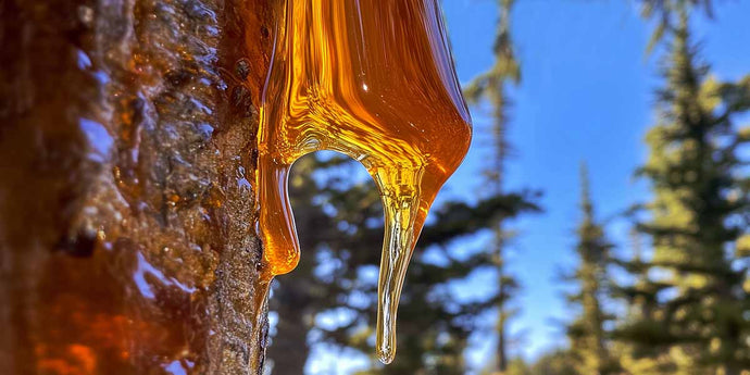 What is the Difference Between Pine Resin Versus Pine Rosin?