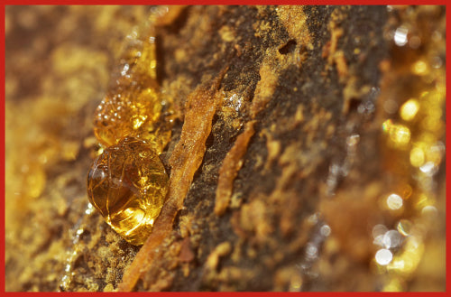 pure pine rosin pine resin